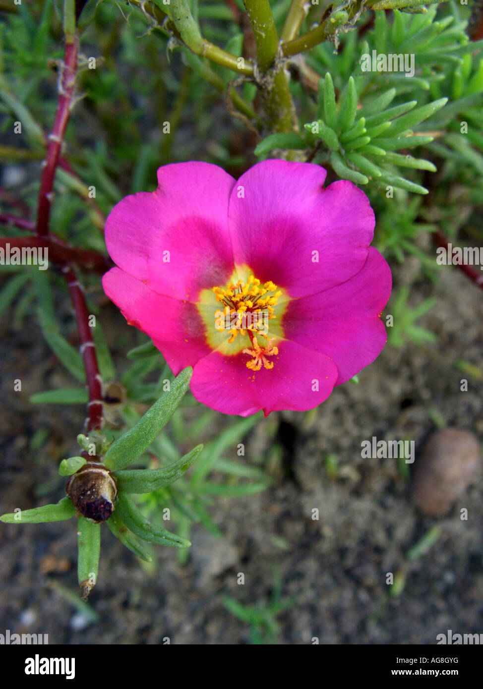 Moss rose, Rose moss, Rosemossofgarden (Portulaca grandiflora