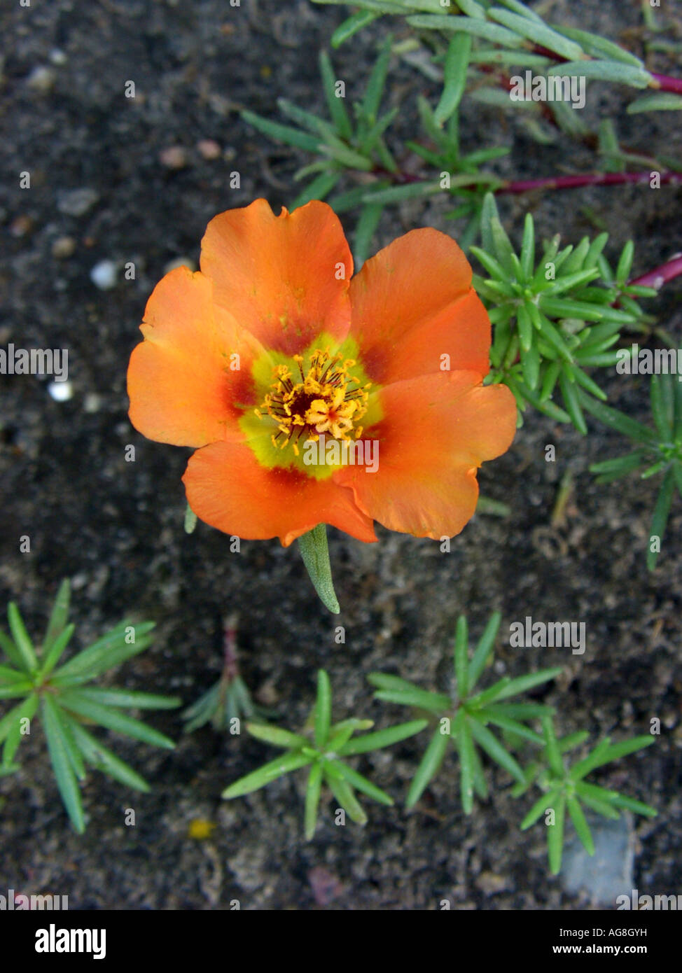 Moss rose, Rose moss, Rosemossofgarden (Portulaca grandiflora