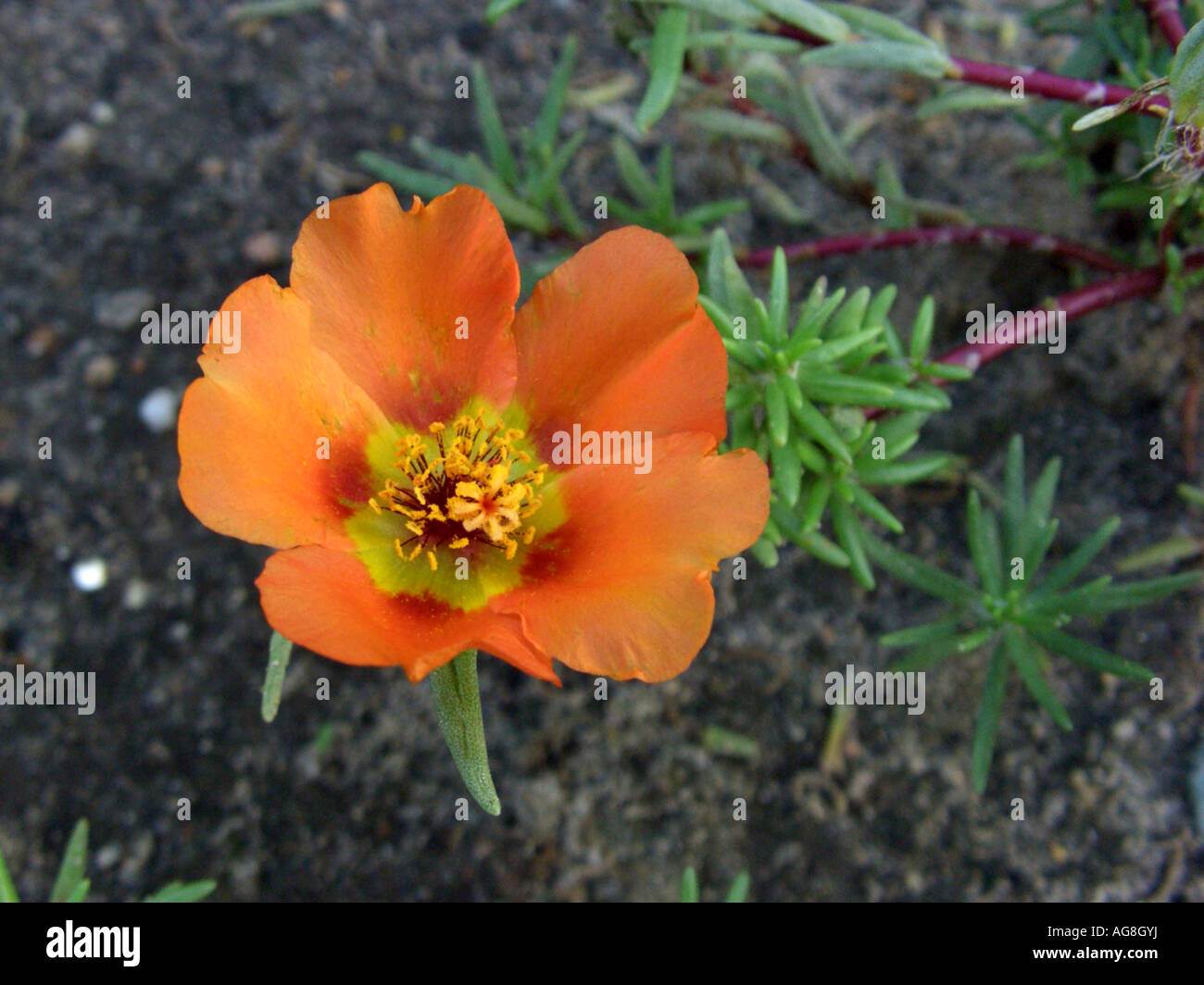 Moss rose, Rose moss, Rosemossofgarden (Portulaca grandiflora