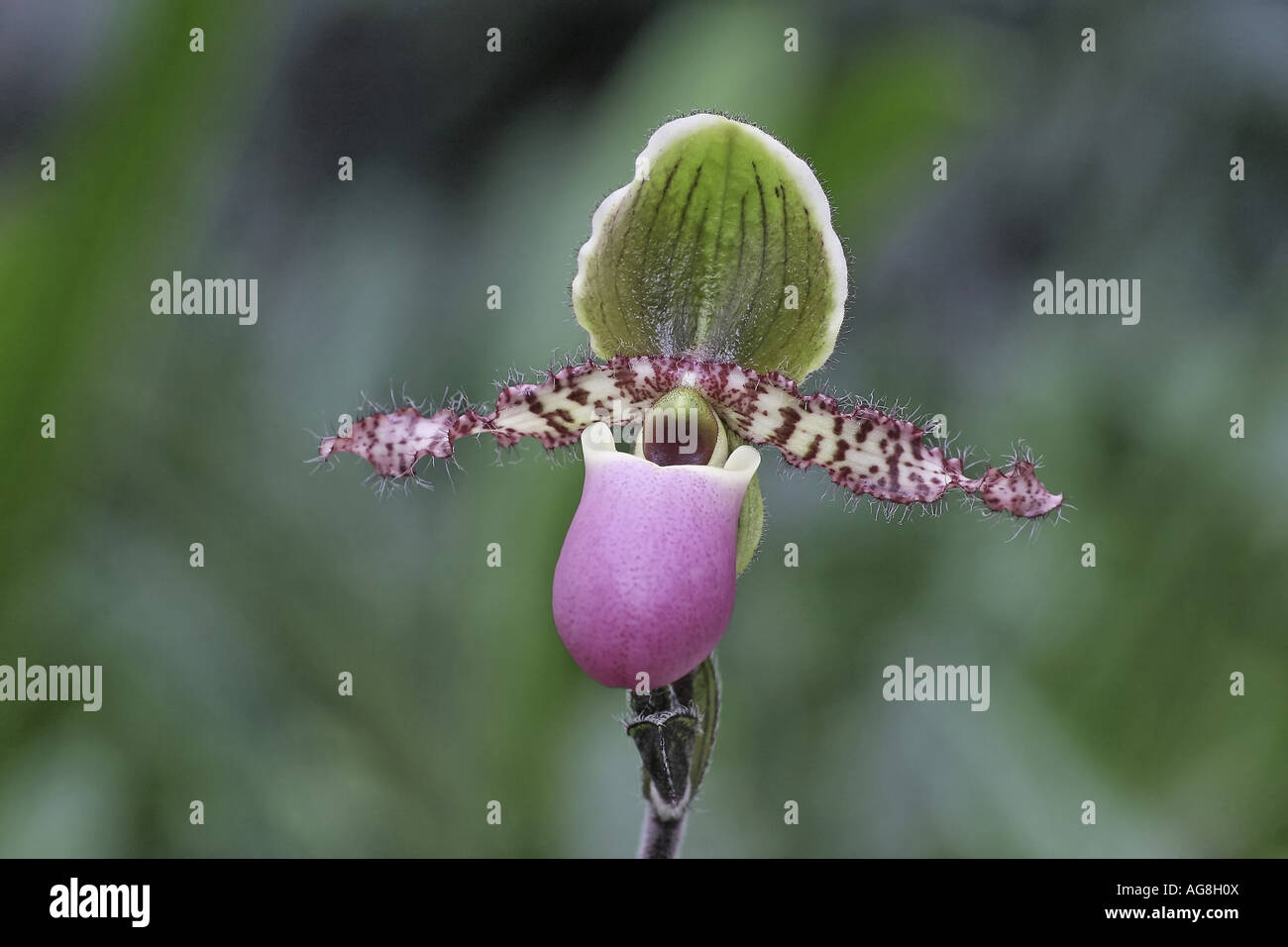 lady's slipper orchid (Paphiopedilum glaucophyllum), flower Stock Photo