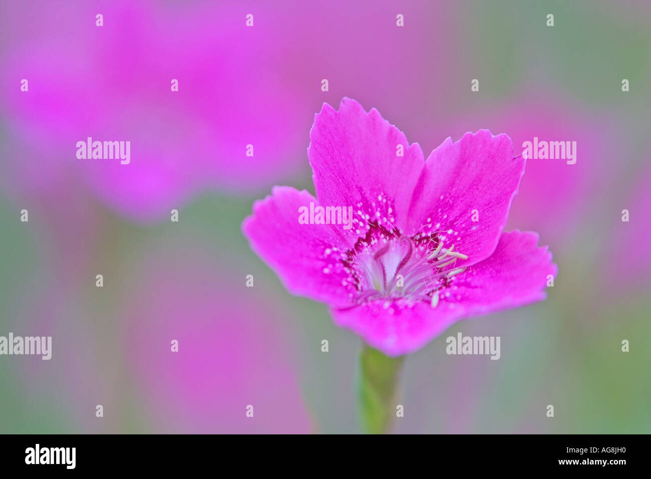 Maiden Pink / (Dianthus deltoides) Stock Photo