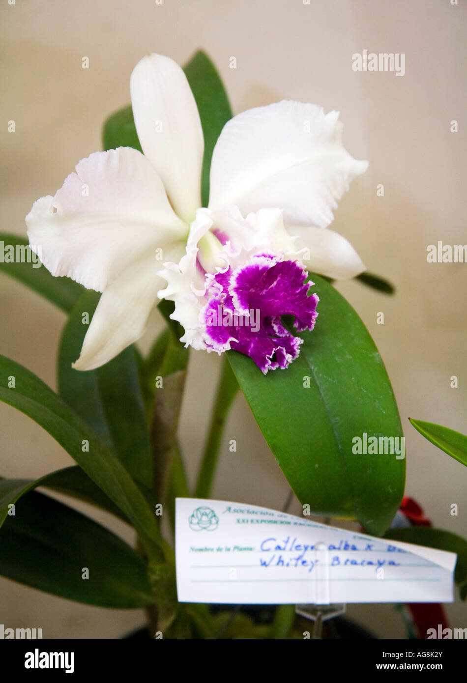 Cattleya alba orchid seen at an exhibition in Panama City Stock Photo
