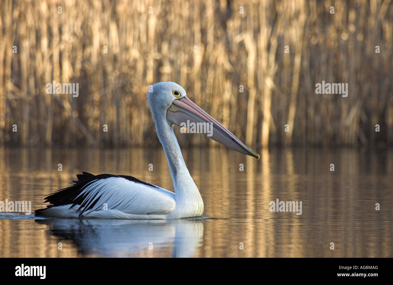 Australian pelican, pelecanus conspicillatus, single adult on water Stock Photo