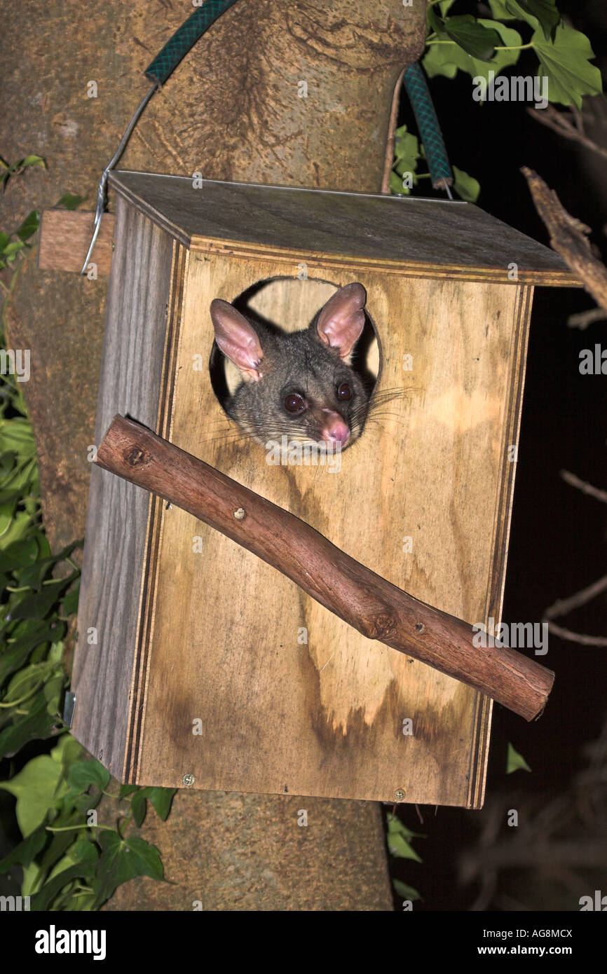Australian Possum Bakery