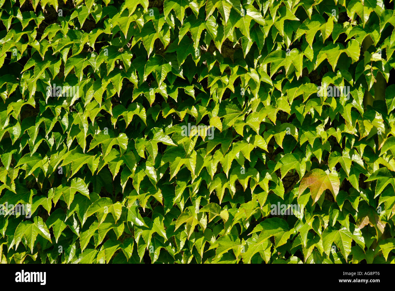 House wall with ivy Hedera helix in Beilngries in the Altmuehl valley Upper Bavaria Germany Stock Photo