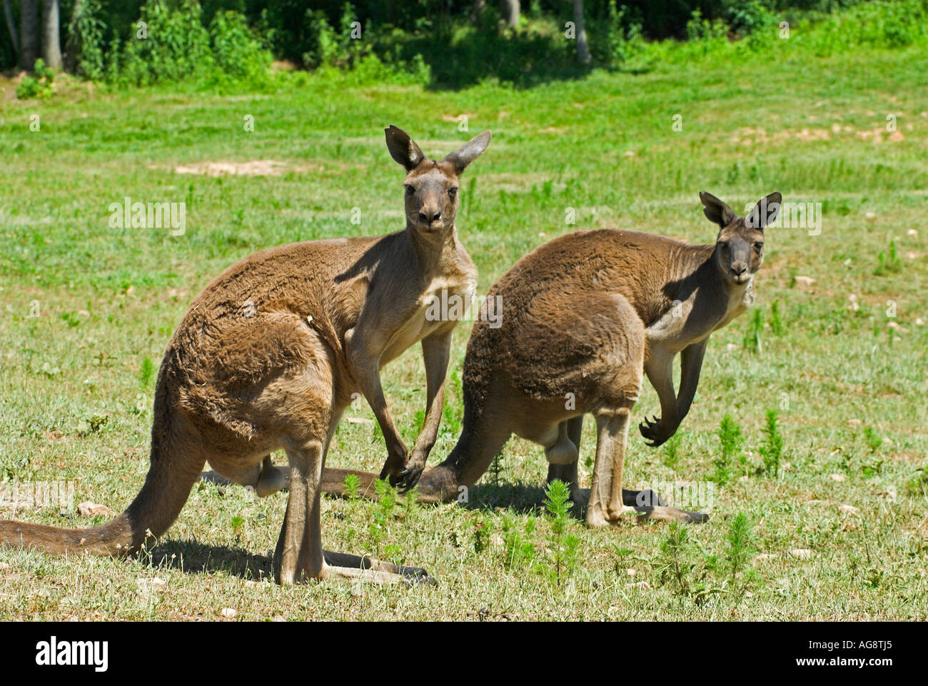 Kangaroo Conservation Center in Dawsonville, USA Stock Photo