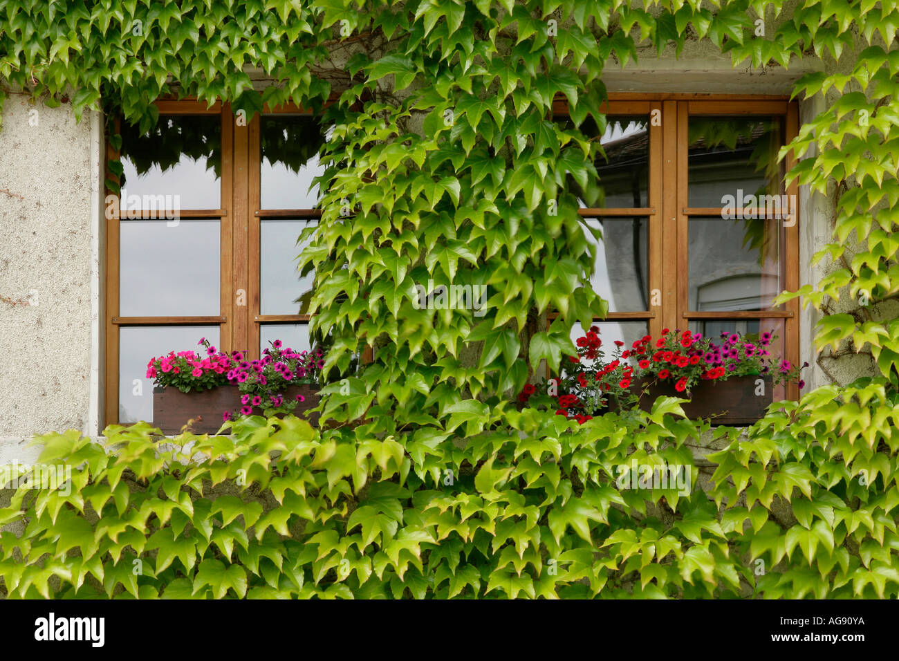 In the old part of Freiburg/Fribourg, Switzerland. Ivy twined around two windows Stock Photo