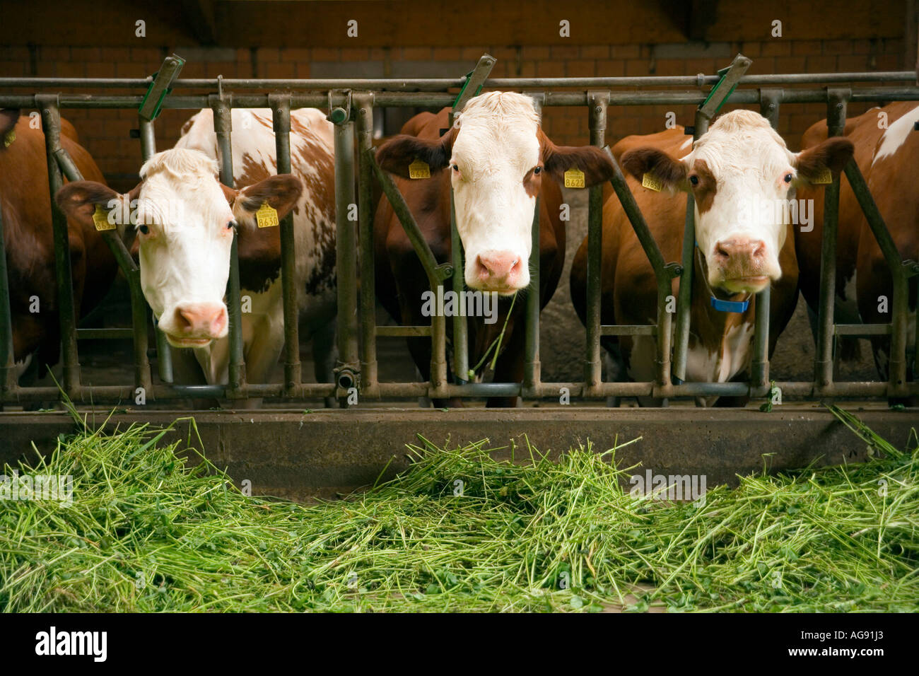 Feeding of cows in the cow shed with free grass Stock Photo Alamy