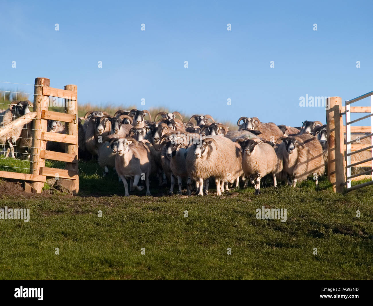 A flock of Blackface sheep Stock Photo - Alamy