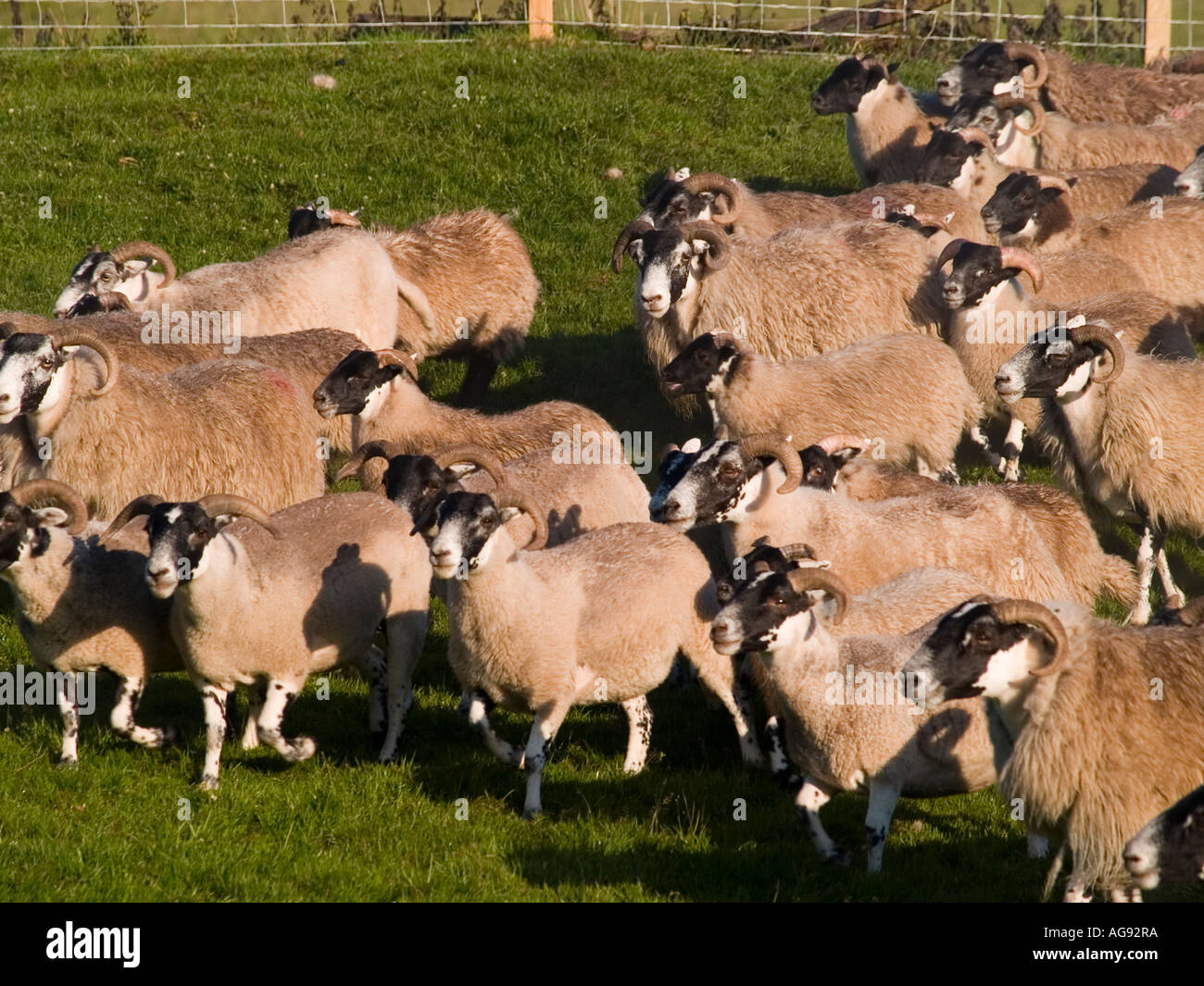 A flock of Blackface sheep Stock Photo - Alamy