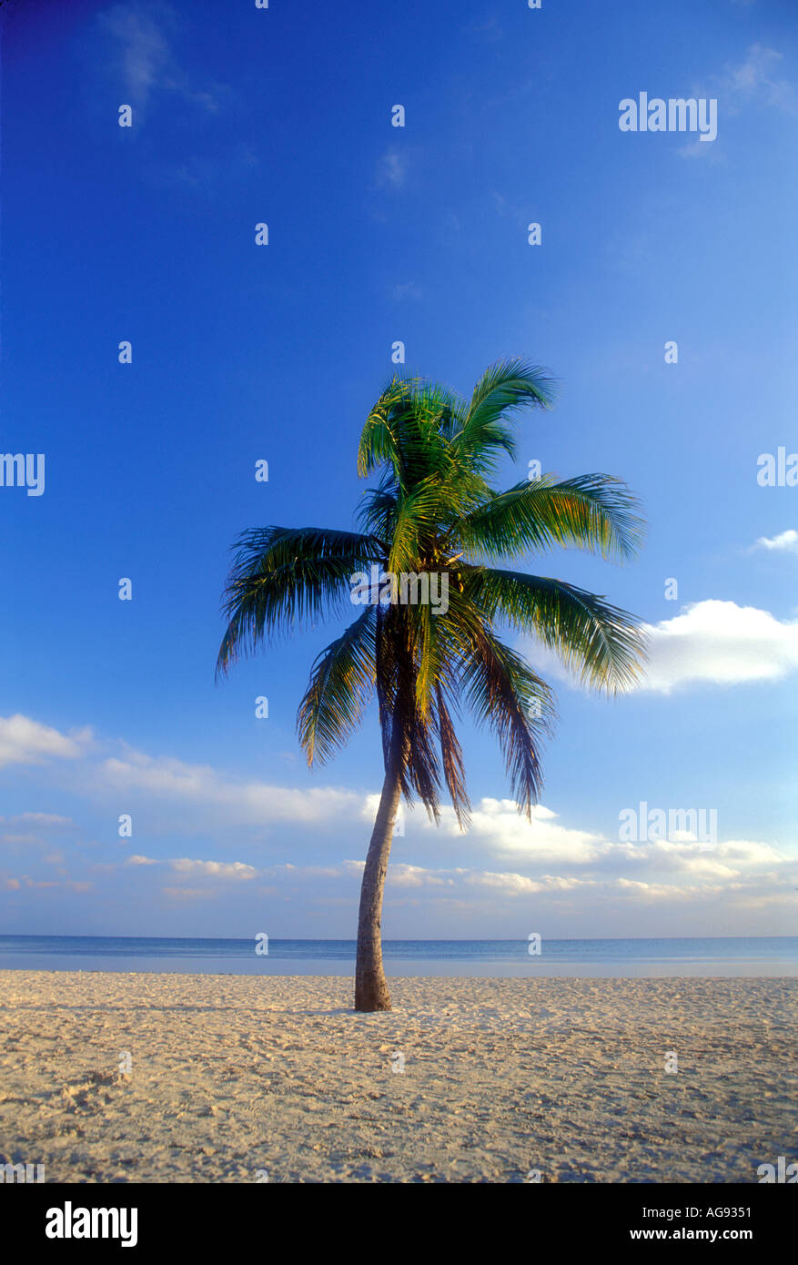 One single coconut palm tree on tropical beach in Key West Florida USA