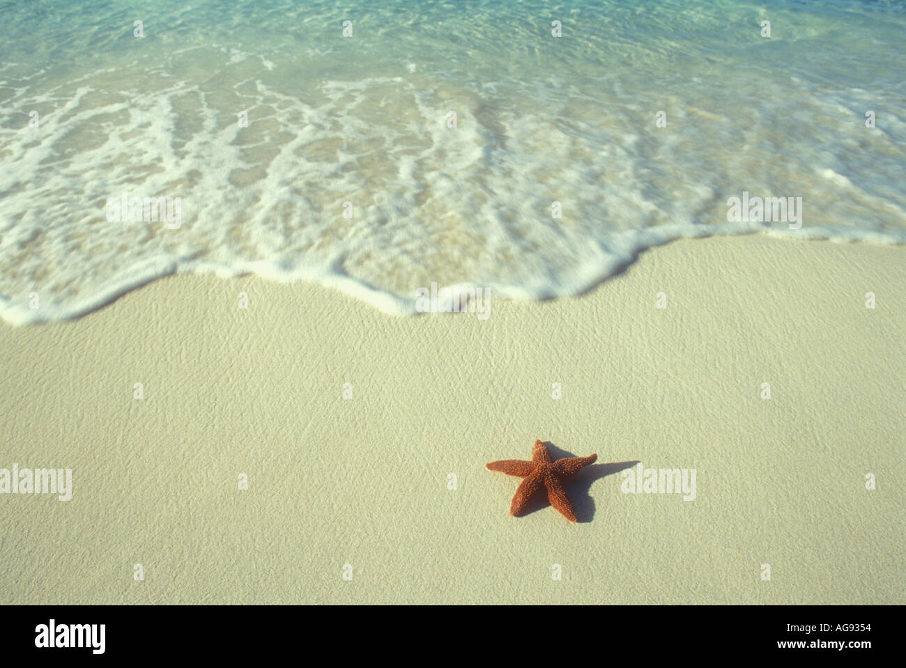 Starfish on beach near waters edge in the Caribbean Stock Photo
