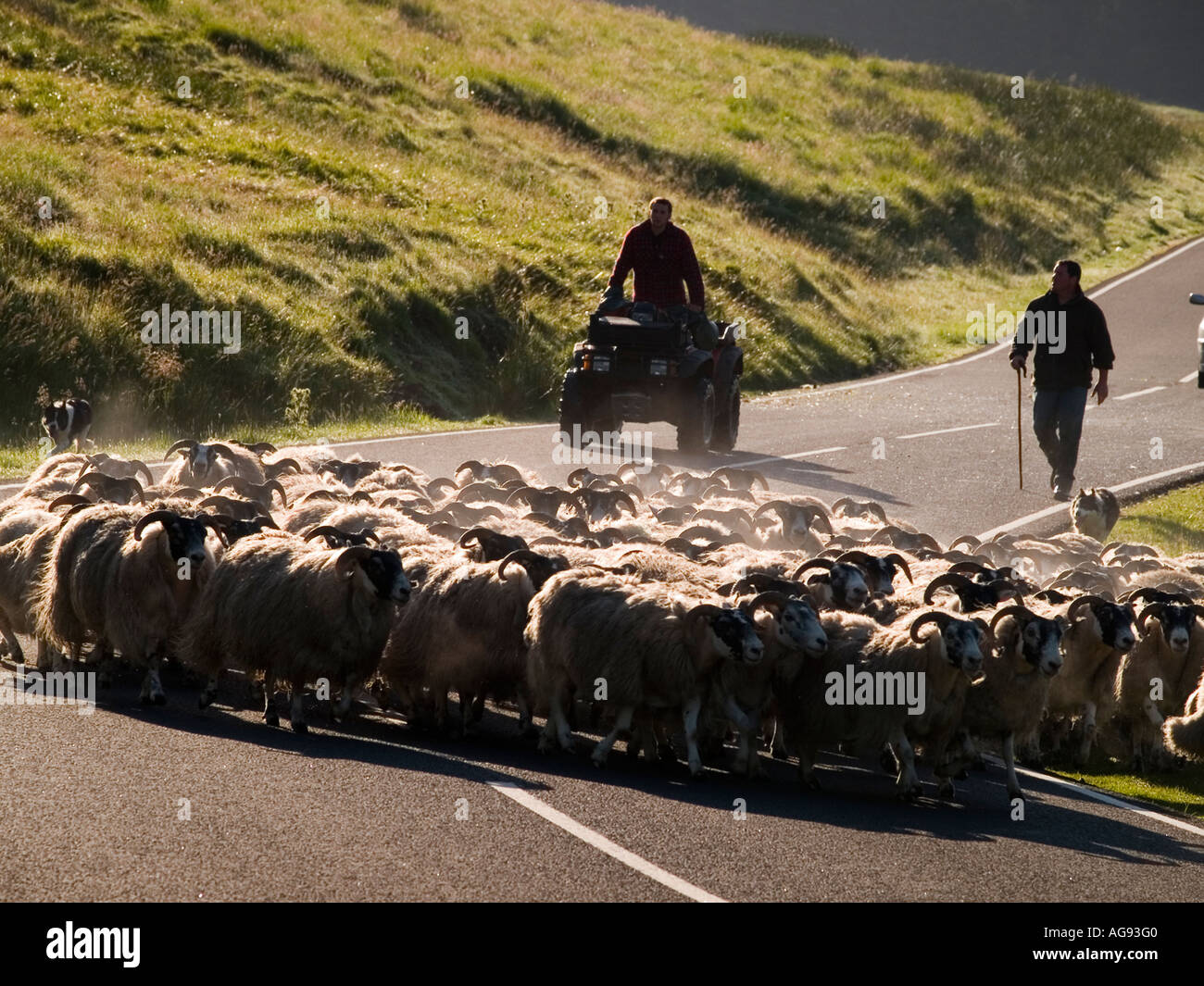 A flock of Blackface sheep is driven along a road. Stock Photo