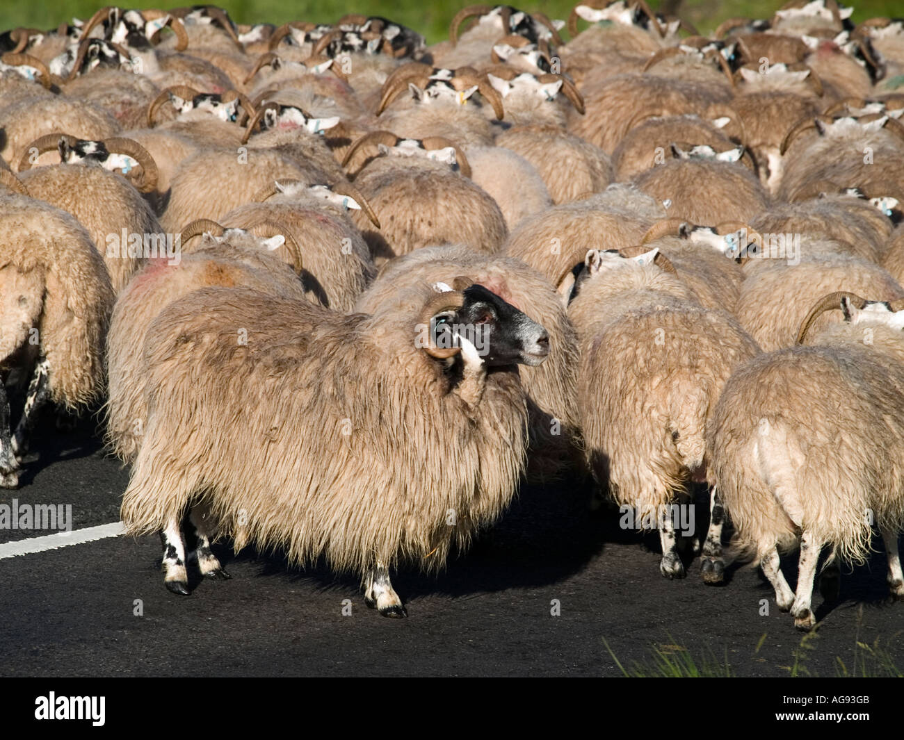 A flock of Blackface sheep Stock Photo - Alamy