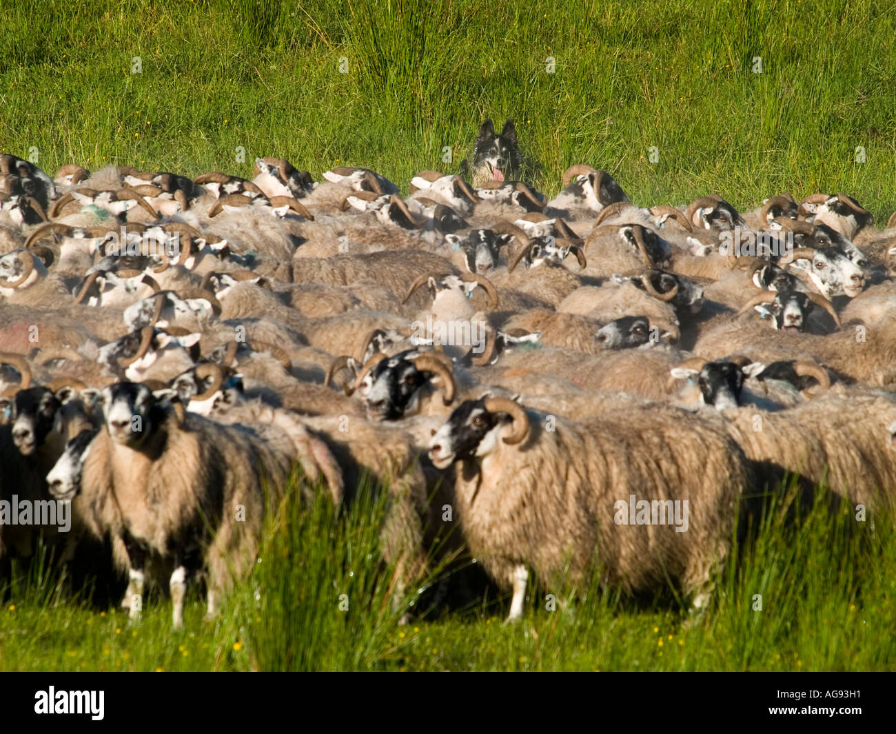 A flock of Blackface sheep Stock Photo - Alamy