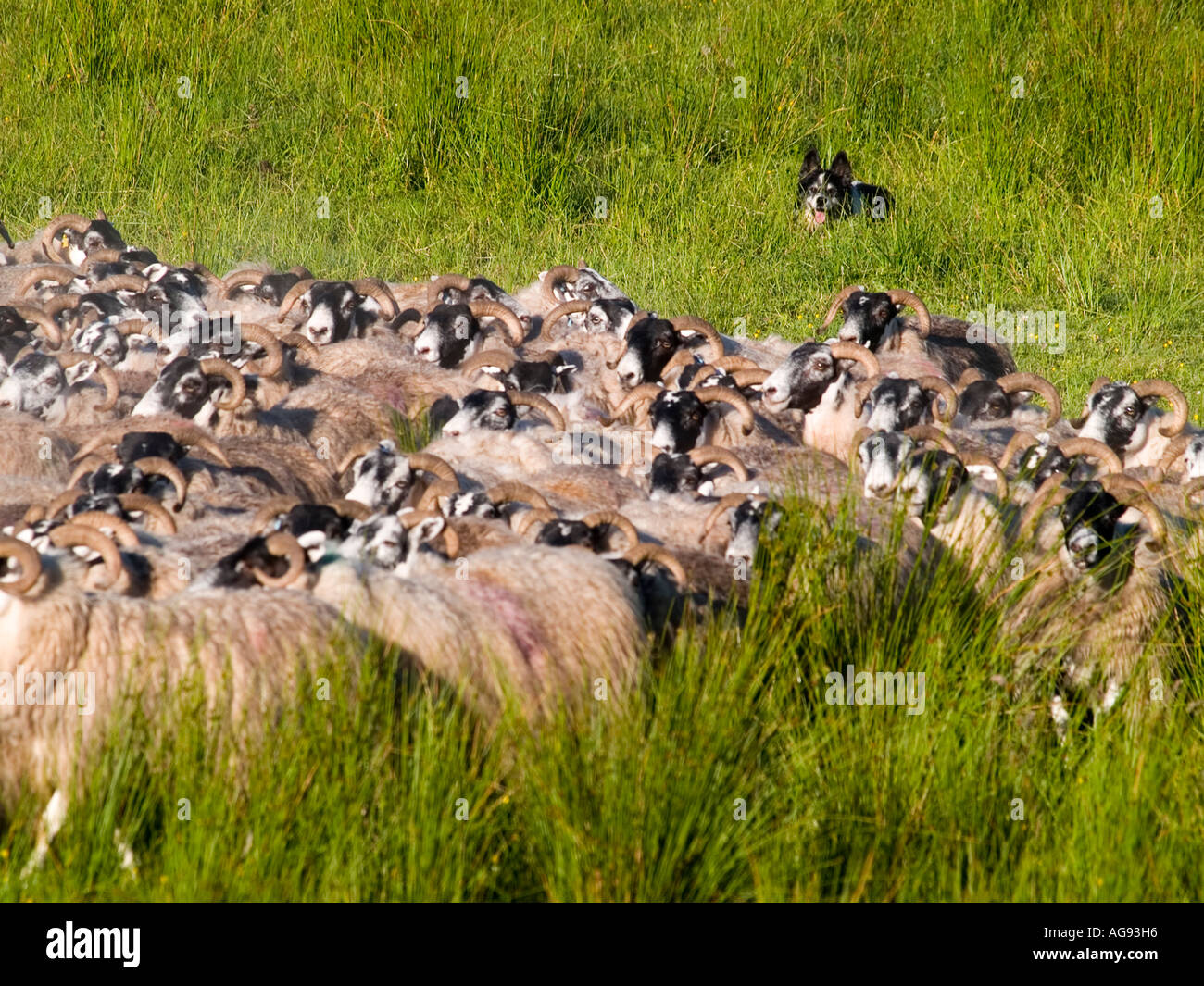 A flock of Blackface sheep Stock Photo - Alamy