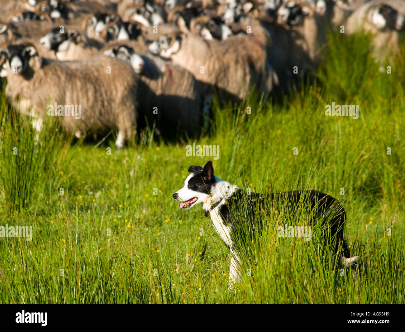 Sheepdogs keep a flock of Blackface sheep under control Stock Photo Alamy