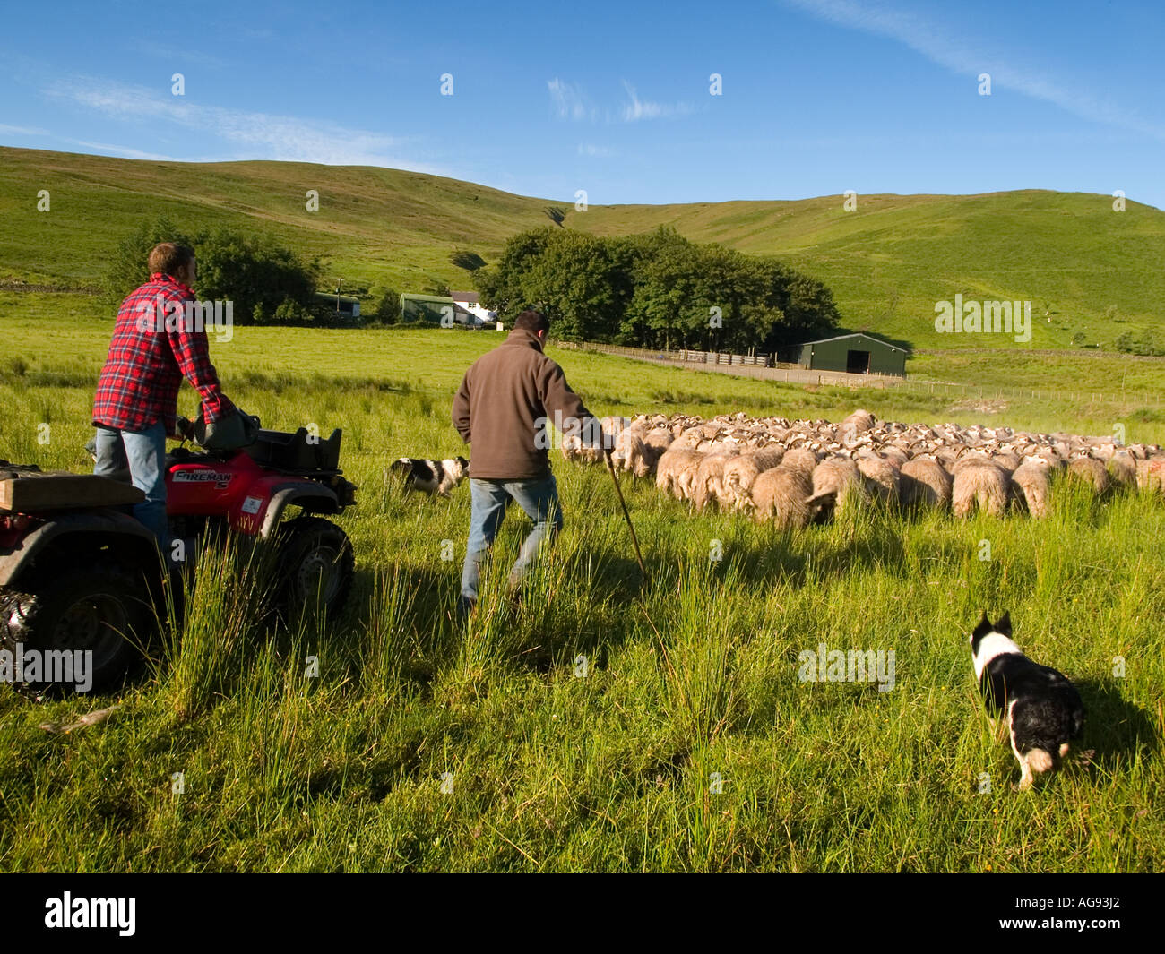 Shepherds and sheepdog move a flock of Blackface sheep through a field. Stock Photo