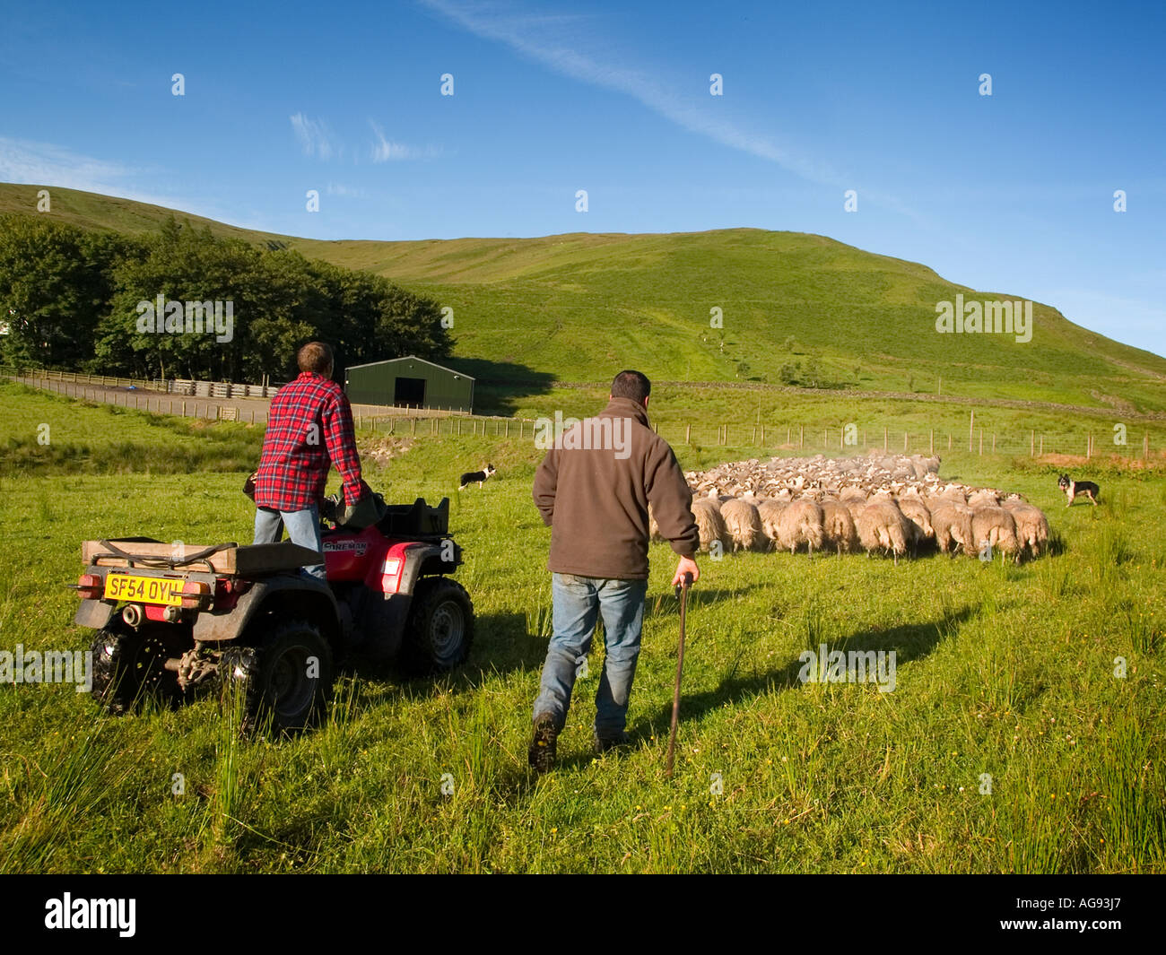 Shepherd and sheepdog move a flock of Blackface sheep through a field. Stock Photo