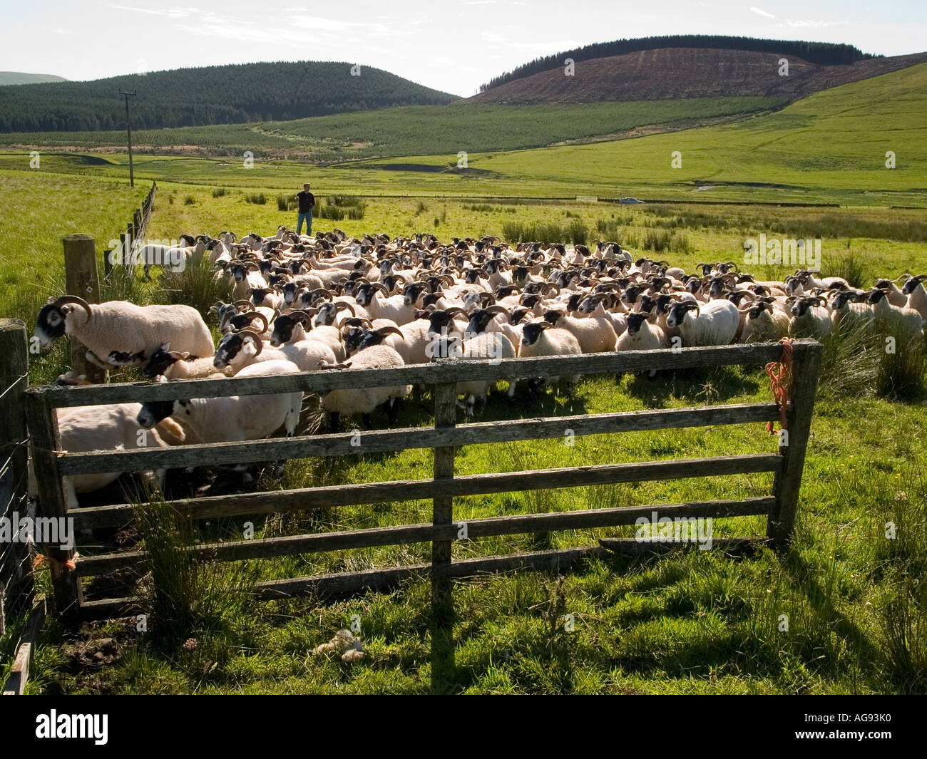 A flock of Blackface sheep Stock Photo - Alamy