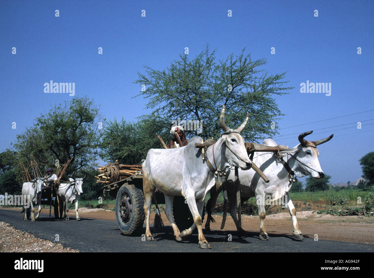 teams of oxen state of rajasthan india Stock Photo
