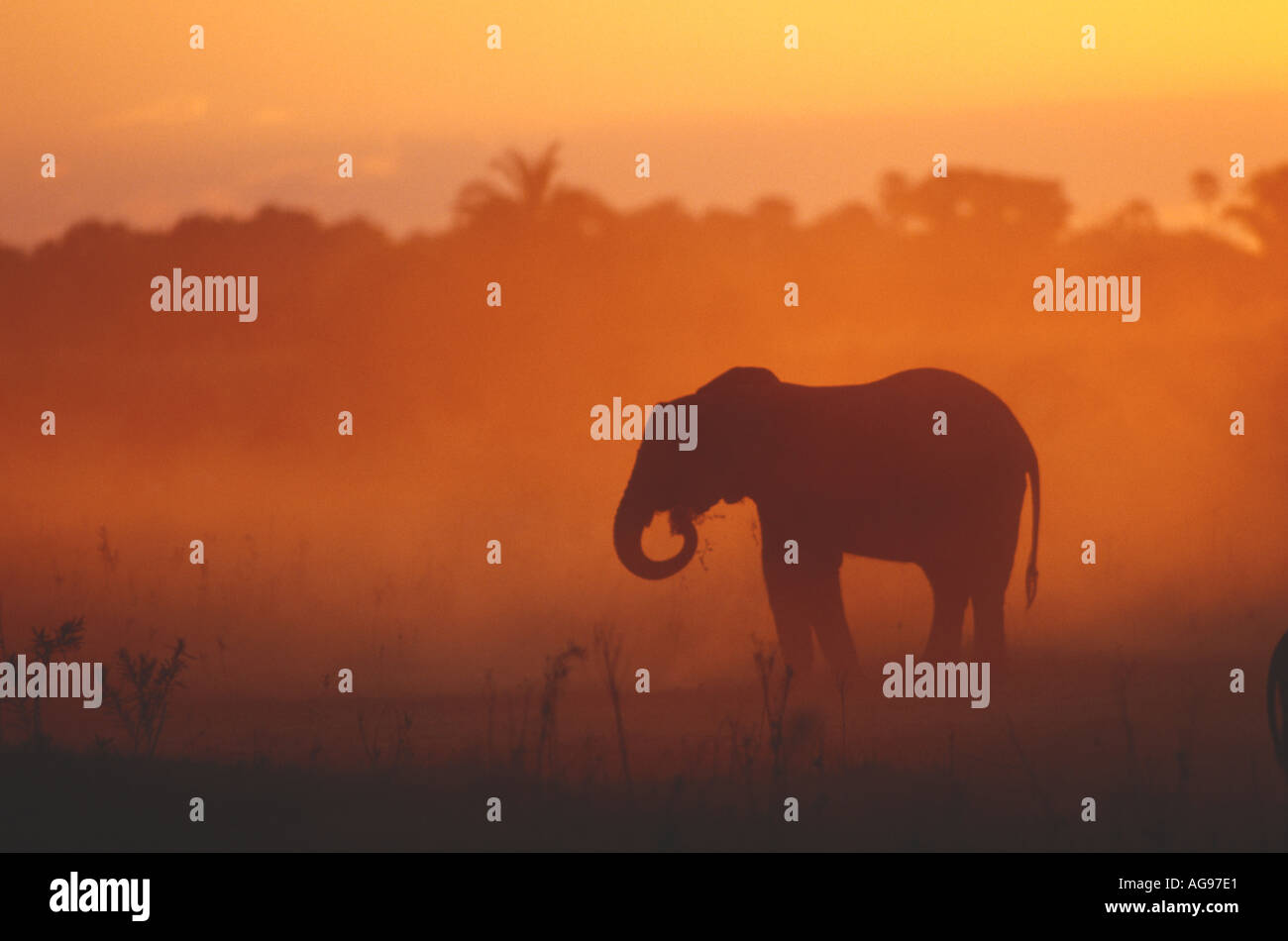 Elephant kicking up dust in Botswana Stock Photo