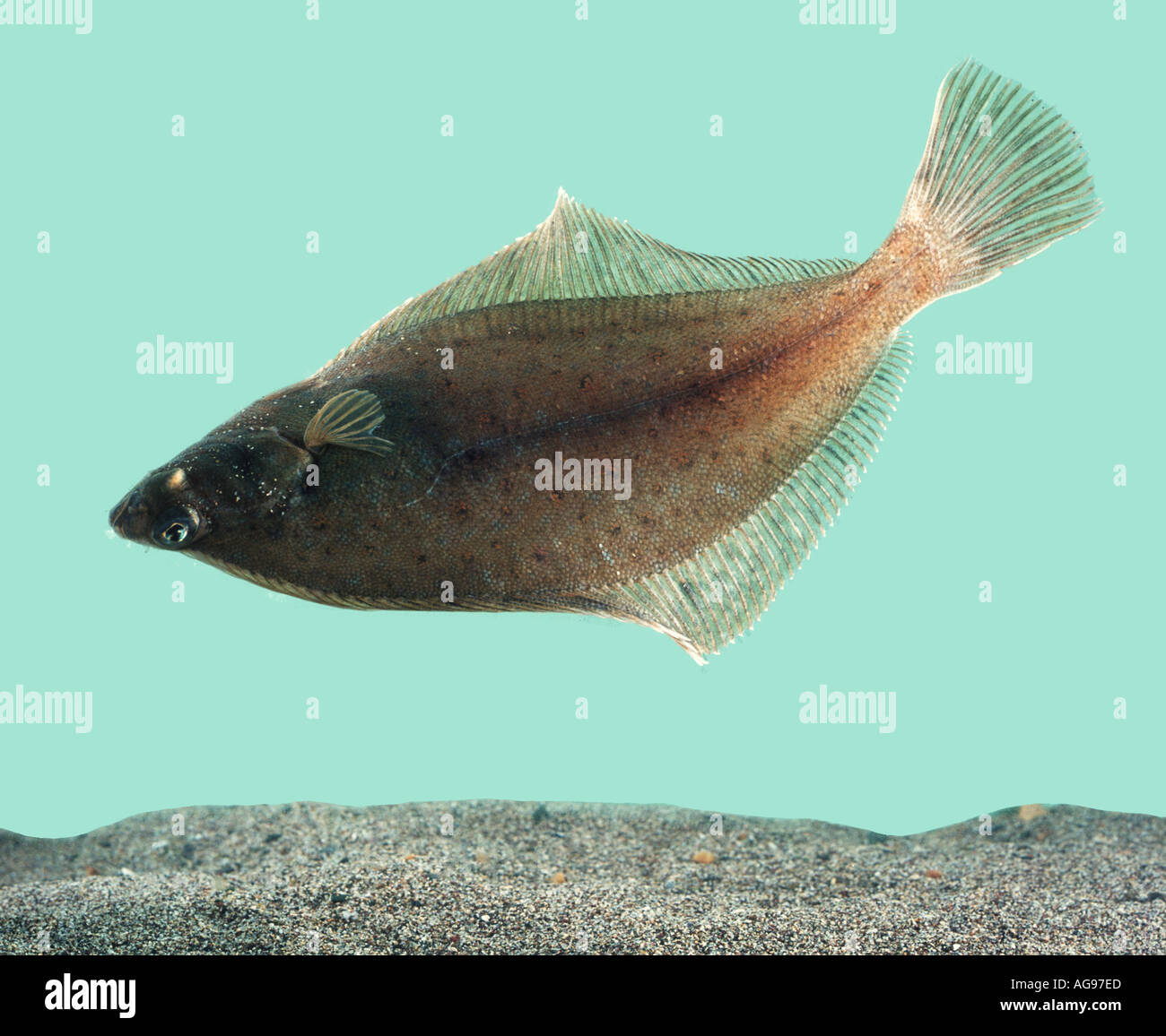 Flounder swims over bottom Stock Photo Alamy