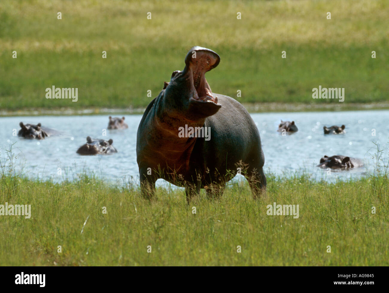 Threat display by hippo Stock Photo