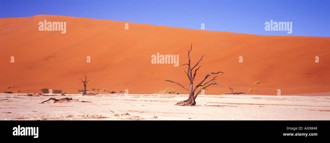 Dead trees and sand dunes Stock Photo
