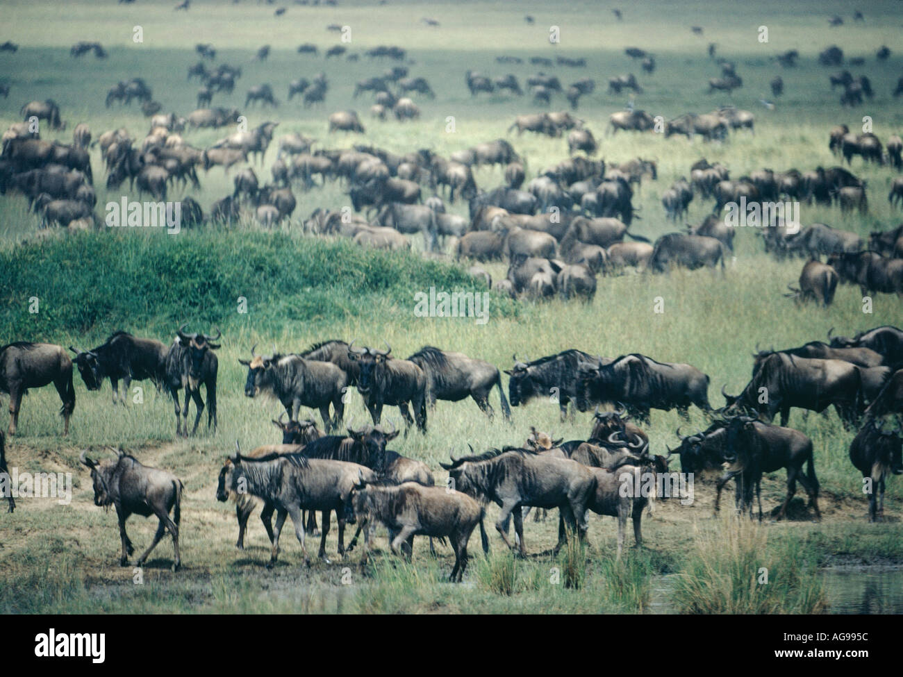 Wildebeest migration, an annual spectacle in Tanzania's Serengeti park Stock Photo - Alamy Wildebeest migration, an annual spectacle in Tanzania's Serengeti park Stock Photo - Alamy