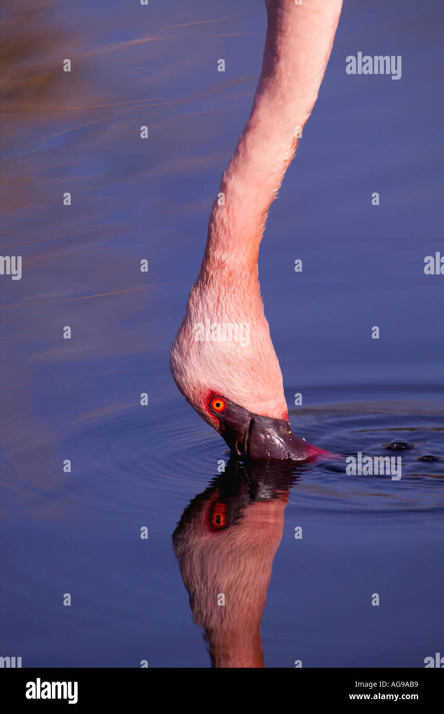Lesser Flamingo Phoenicopterus Minor Are Filter Feeders Africa
