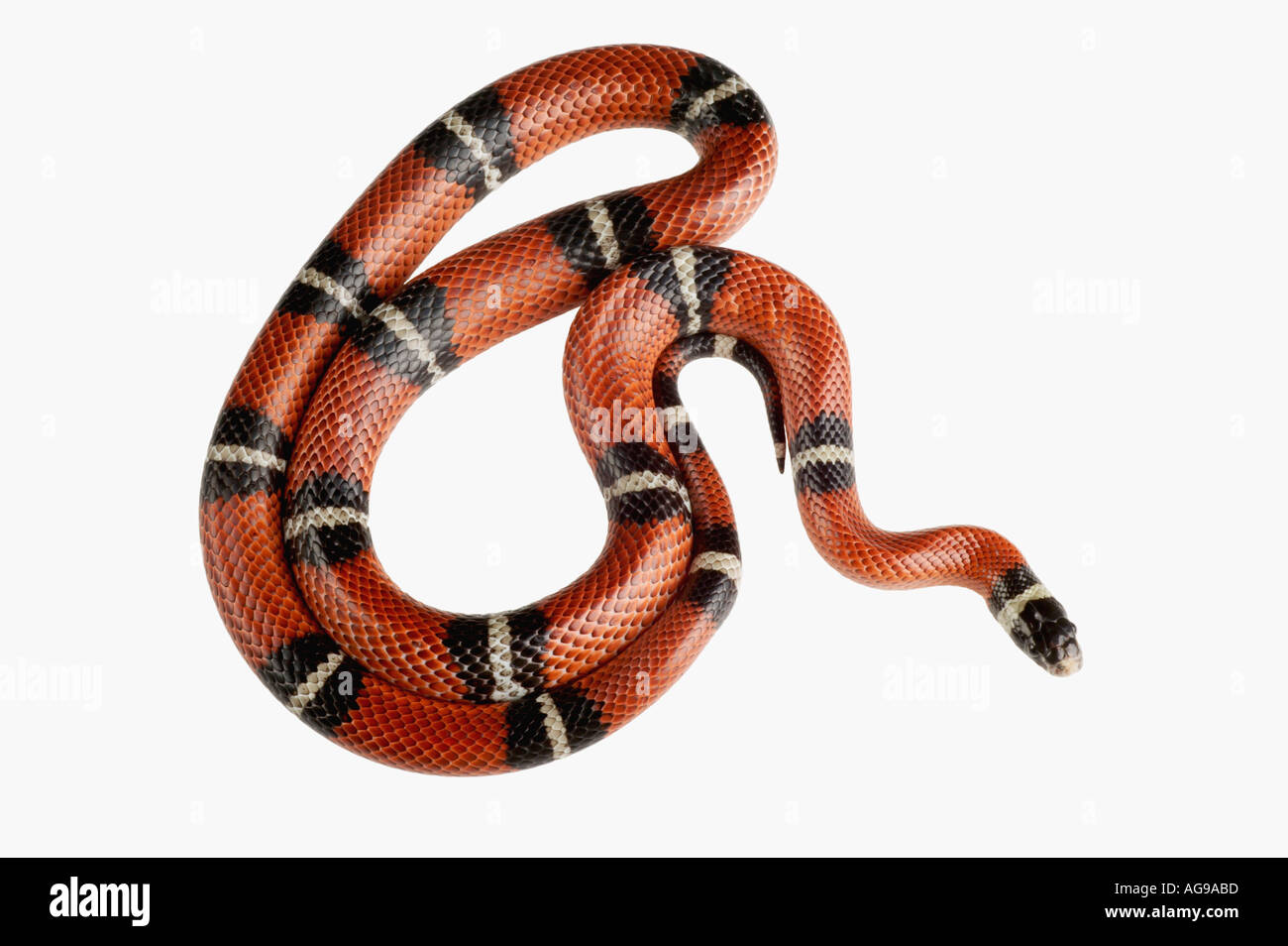 Sinaloen milk snake Central America Stock Photo