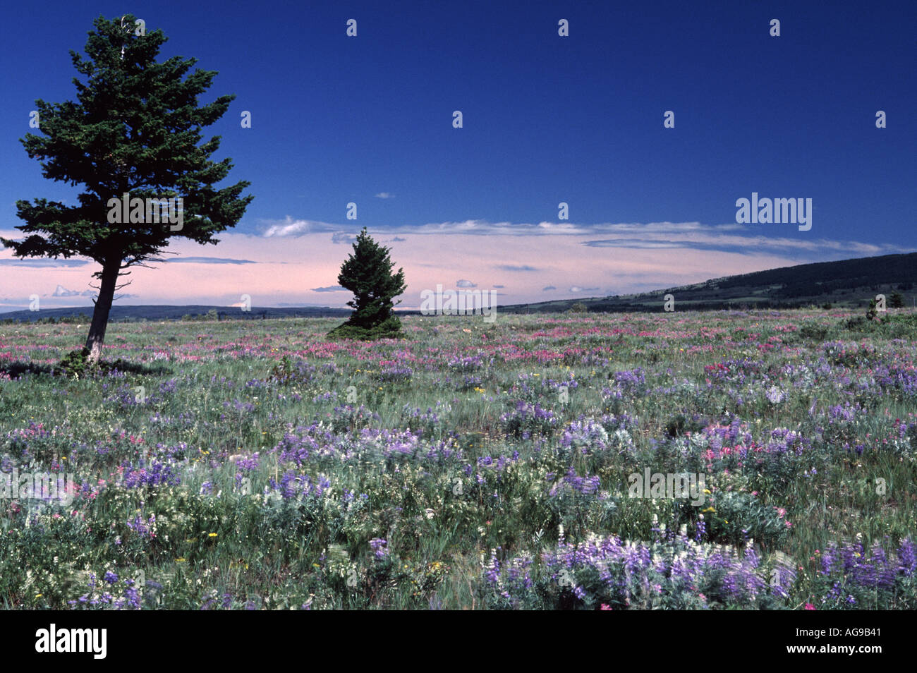 Wildflowers in montana hi-res stock photography and images - Alamy