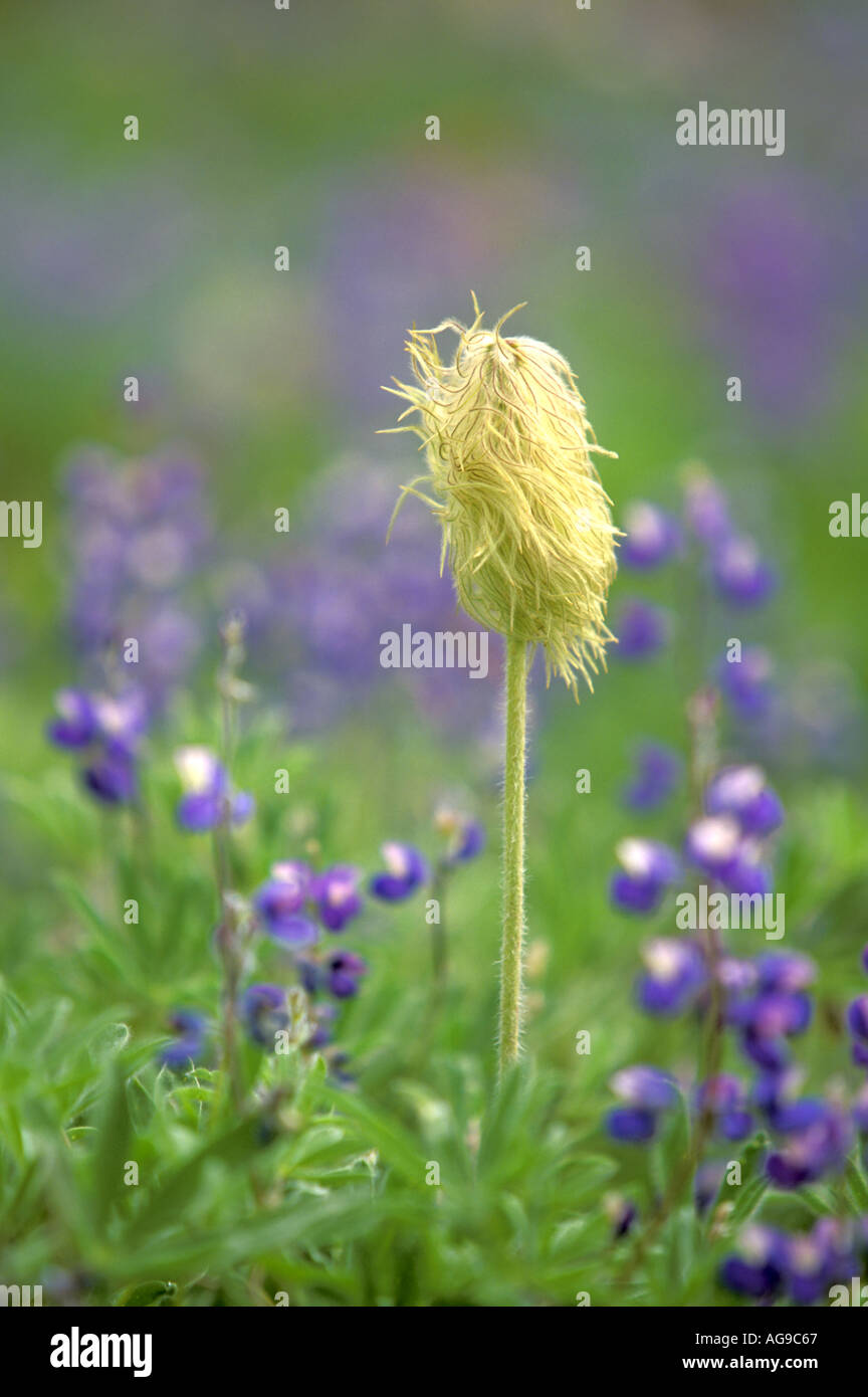 Seedhead of Western Anemone Anemone occidentalis and lupine Paradise