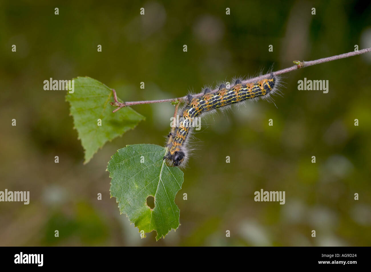 Buff Tip  (Phalera bucephala) Larva on Silver Birch Potton Bedfordshire Stock Photo