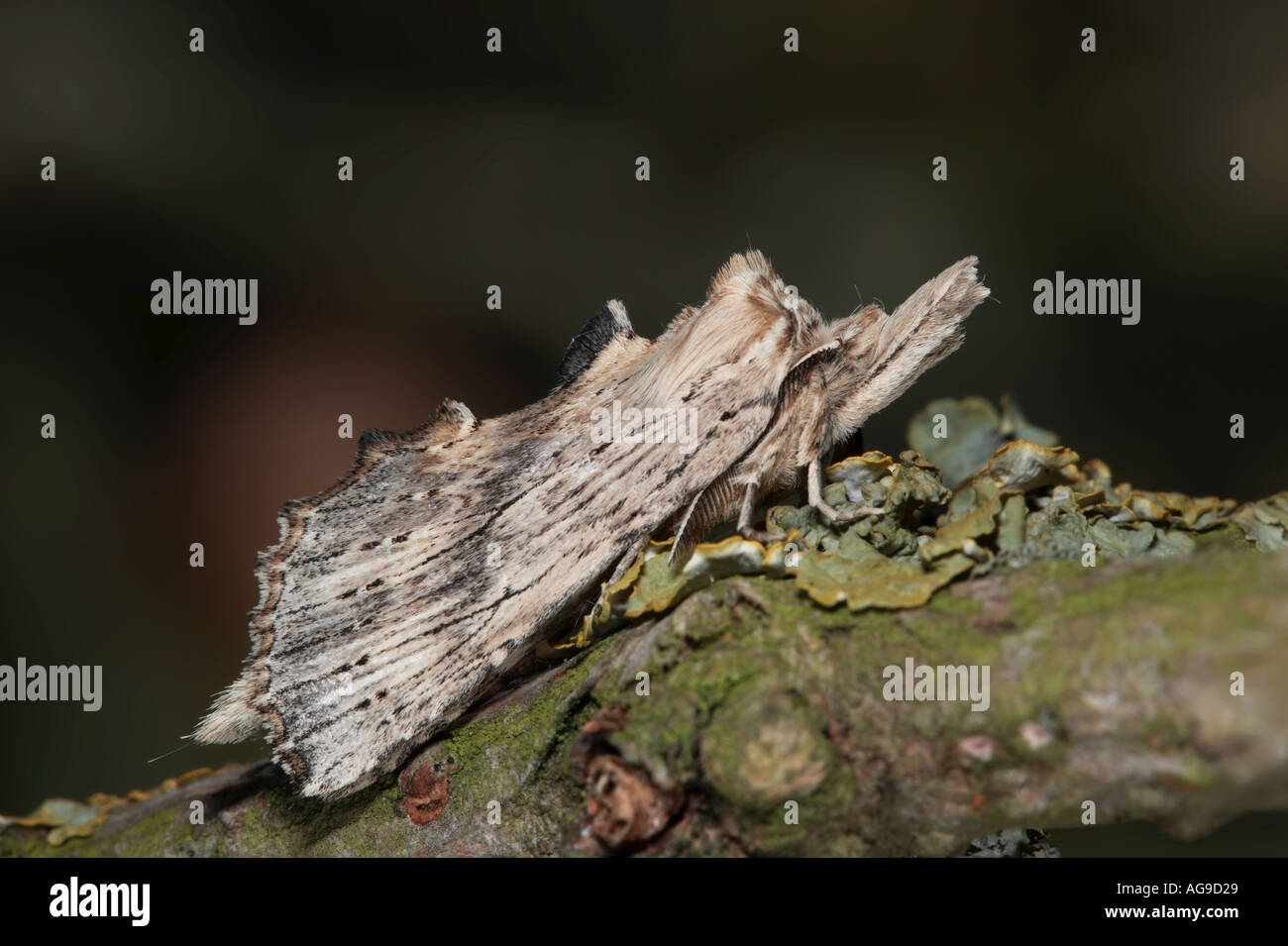 Pale Prominent (Pterostoma palpina) at rest on twig Potton Bedfordshire Stock Photo