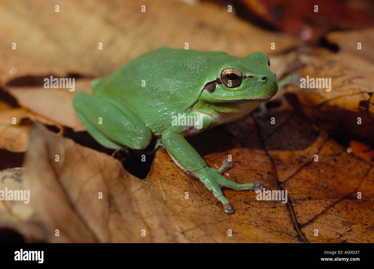 Female Stripeless Tree Frog Hyla meridionalis Stock Photo Alamy