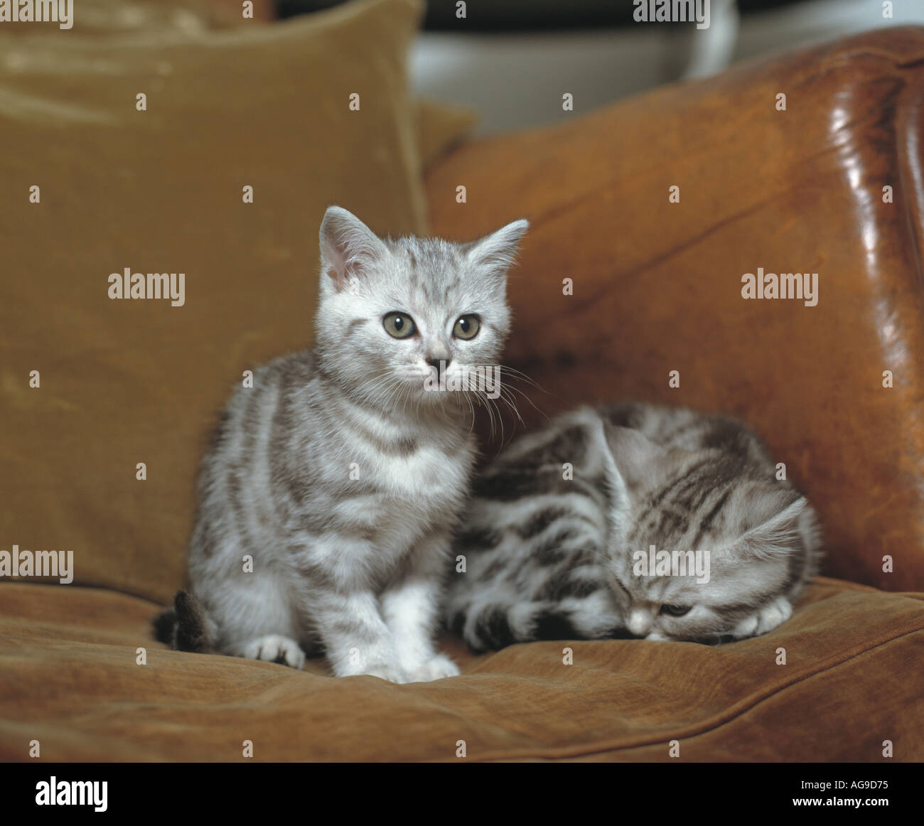 pair of kittens siting on sofa Stock Photo