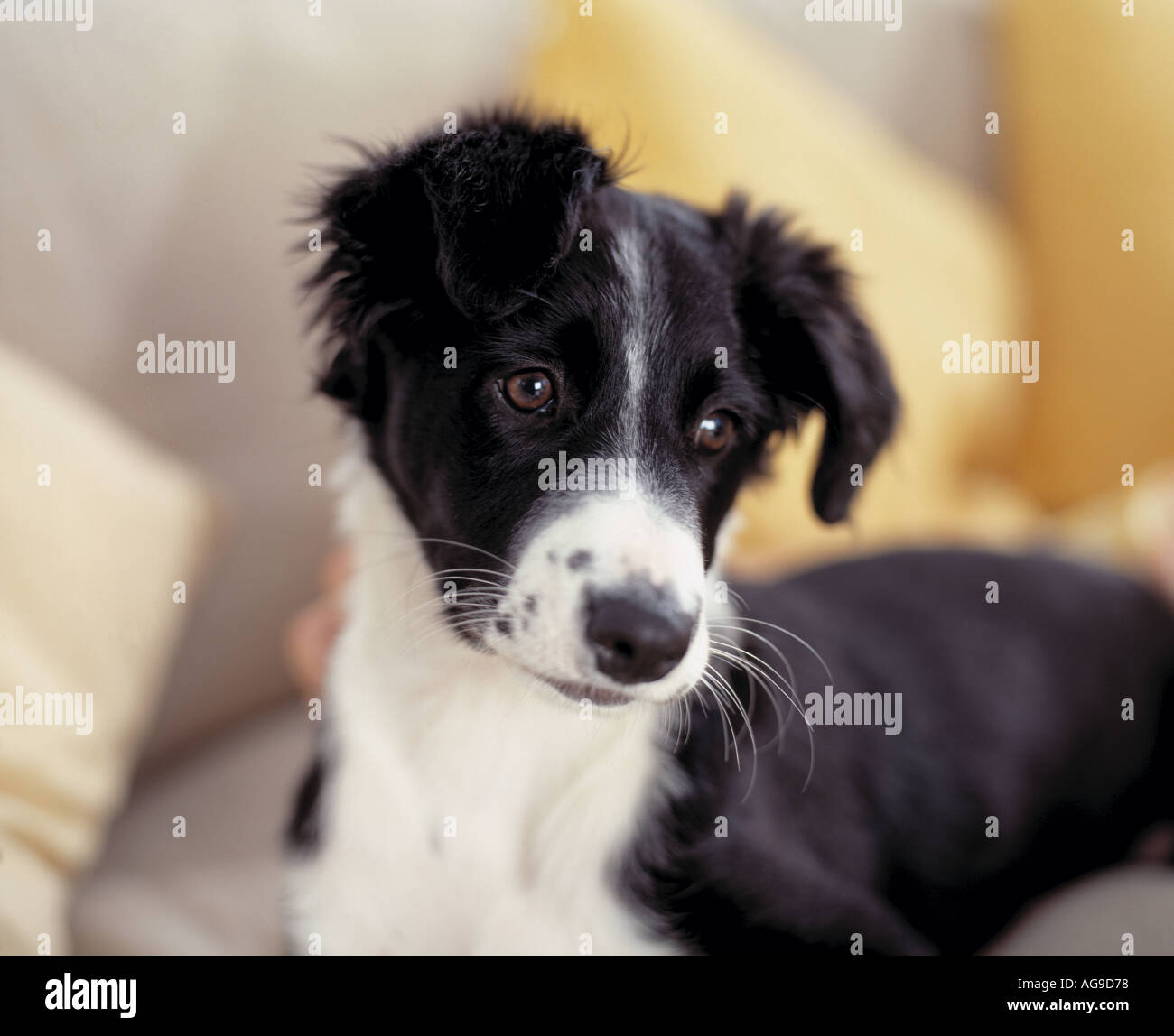 sheepdog collie puppy on sofa Stock Photo Alamy