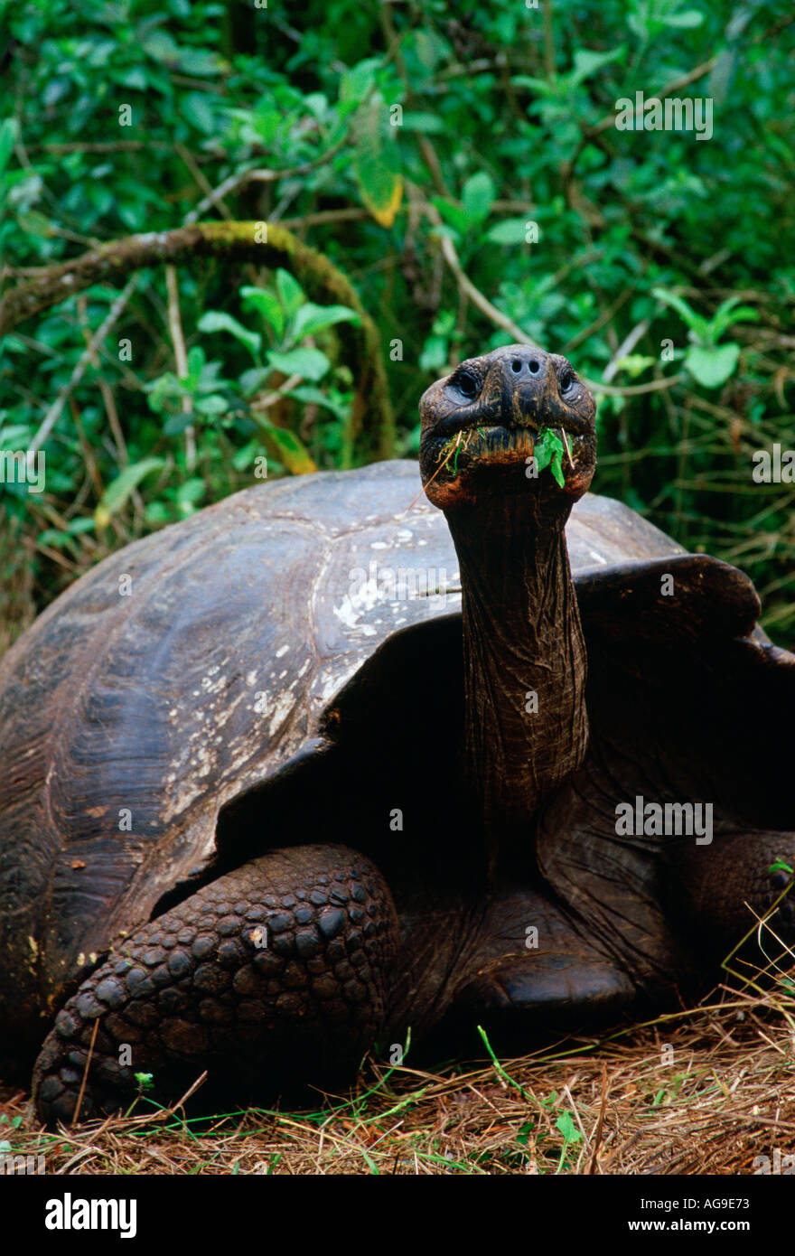 Galapagos kind hi-res stock photography and images - Alamy
