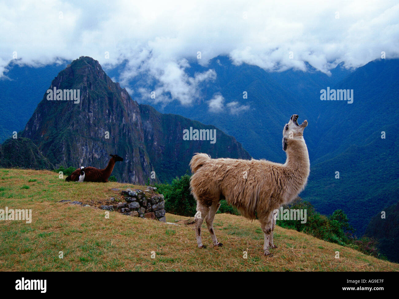 Llama at Machu Picchu Inca City Stock Photo - Alamy