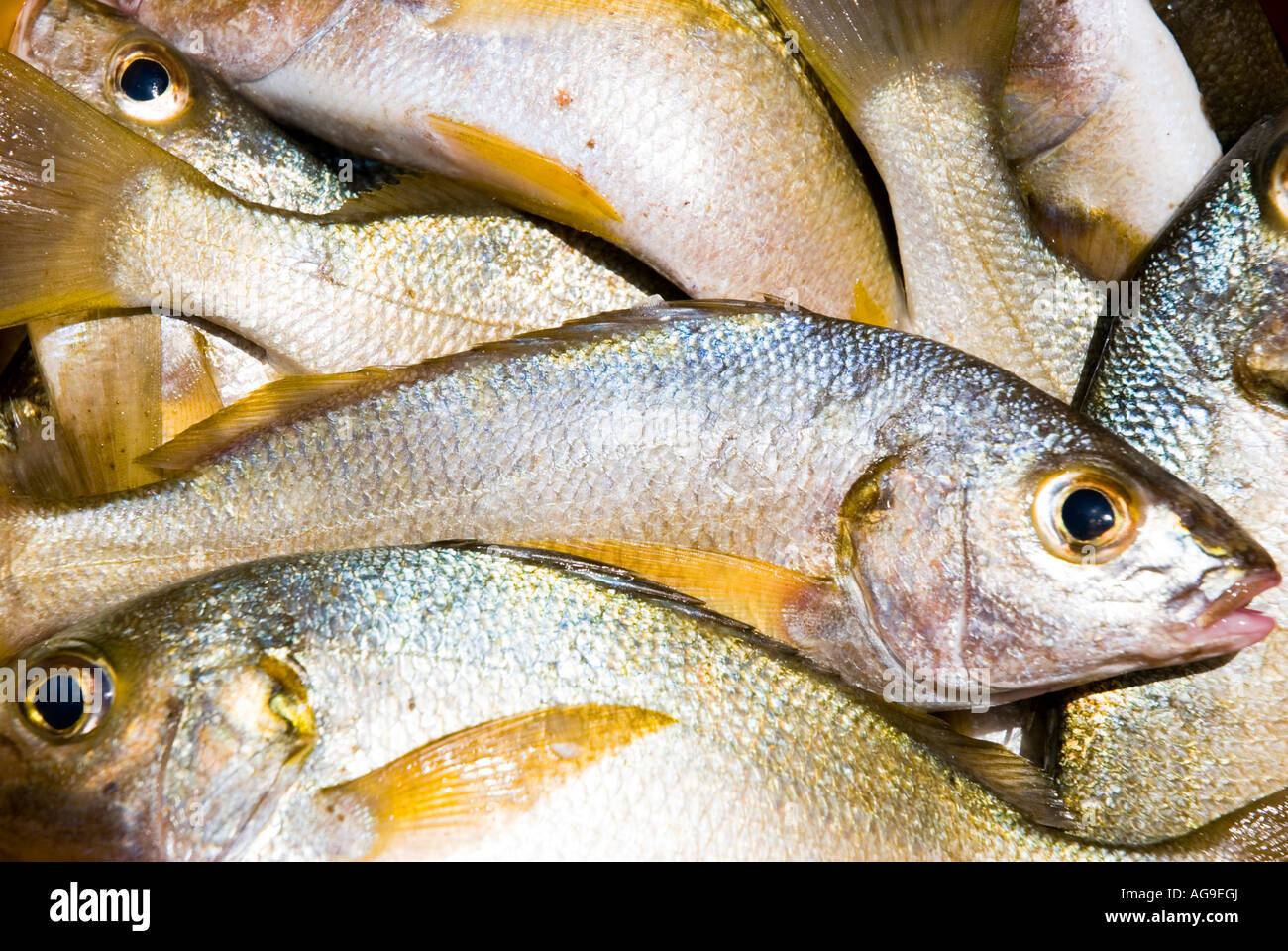 Freshly caught fish Stock Photo Alamy