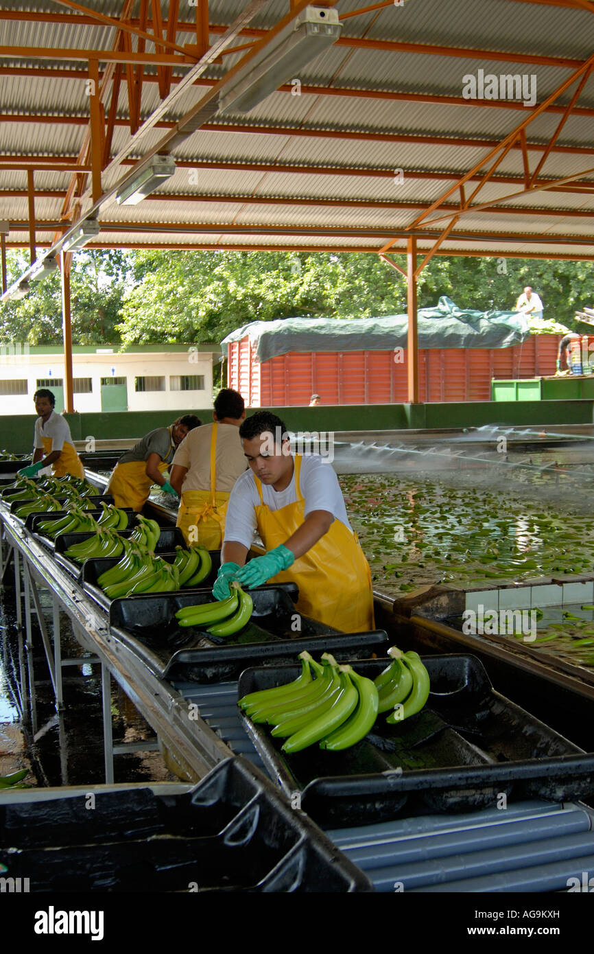 Workers sorting bananas Near Cano Blanco Costa Rica Stock Photo
