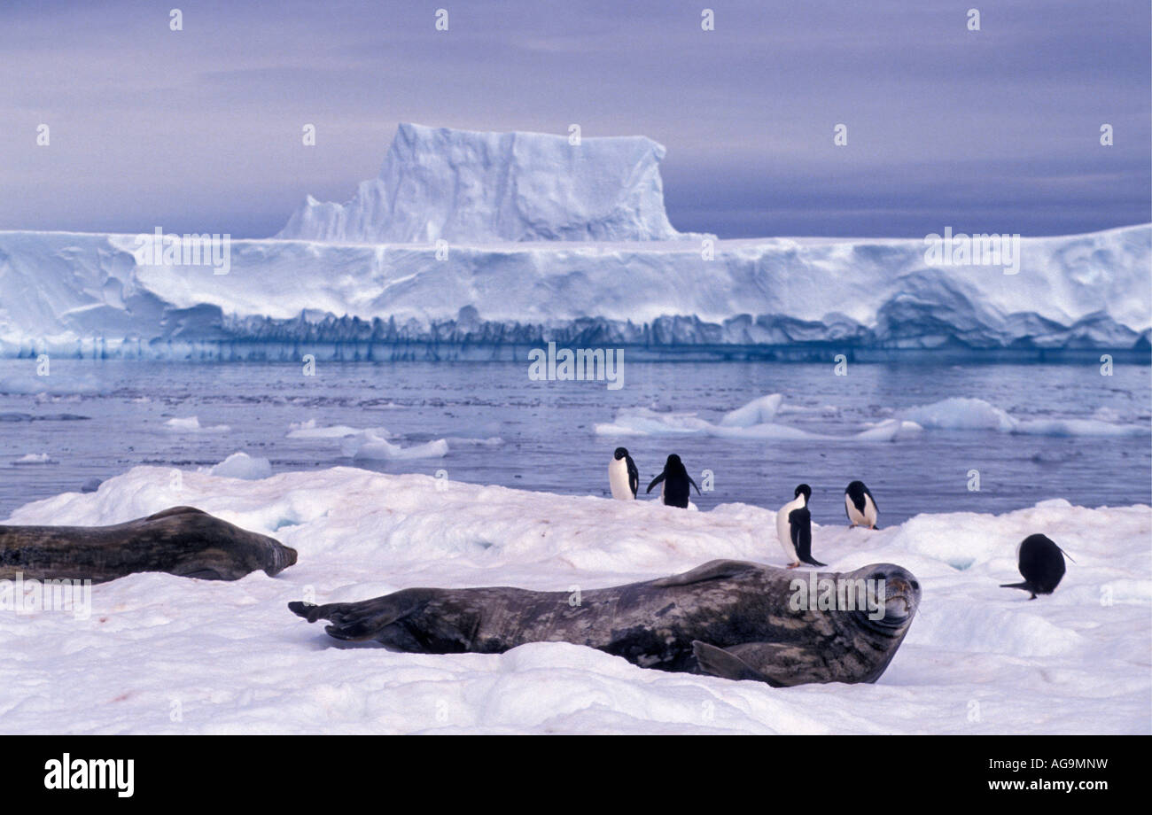 Antarctica Adelie penguins Pygoscelis adeliae and Weddel seal Leptonychotes weddellii on ice floe Stock Photo