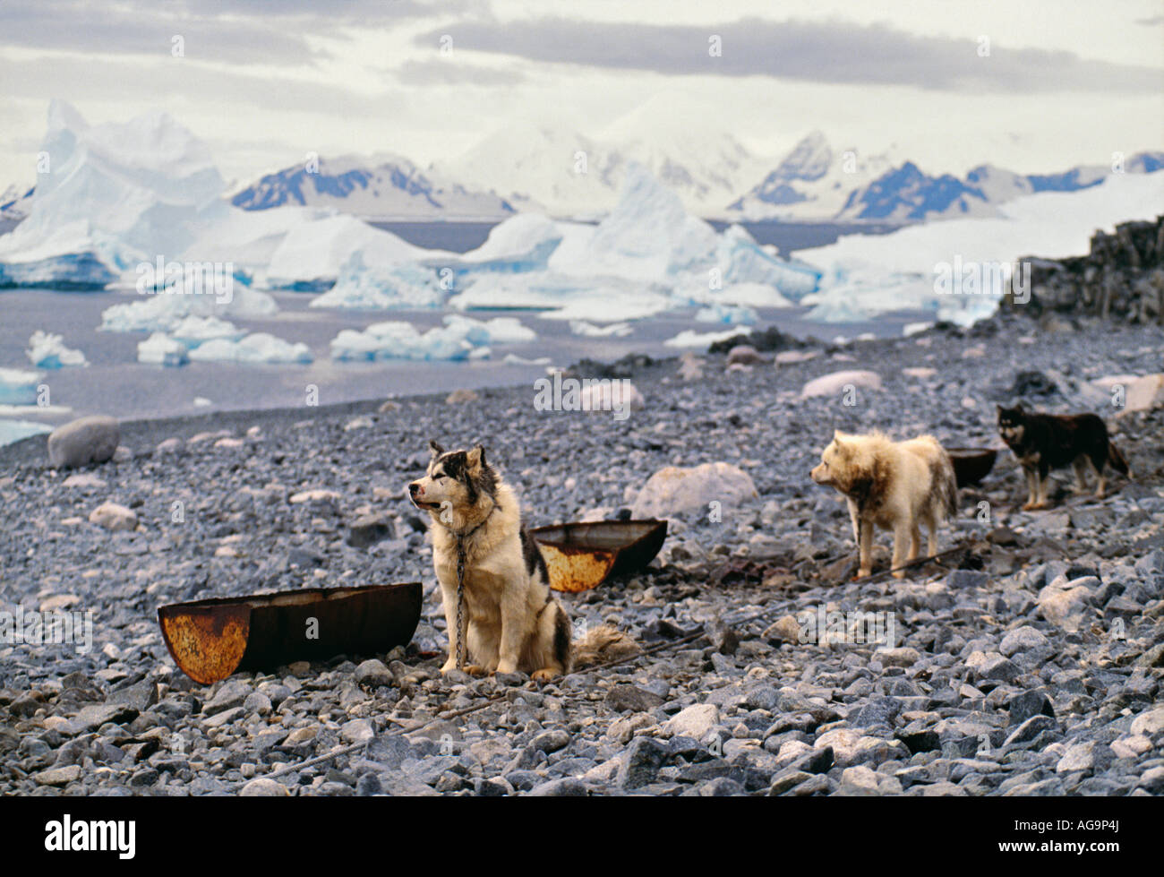 Antarctica Last non endemic animals huskies at the English Rothera Base in 1992 Stock Photo