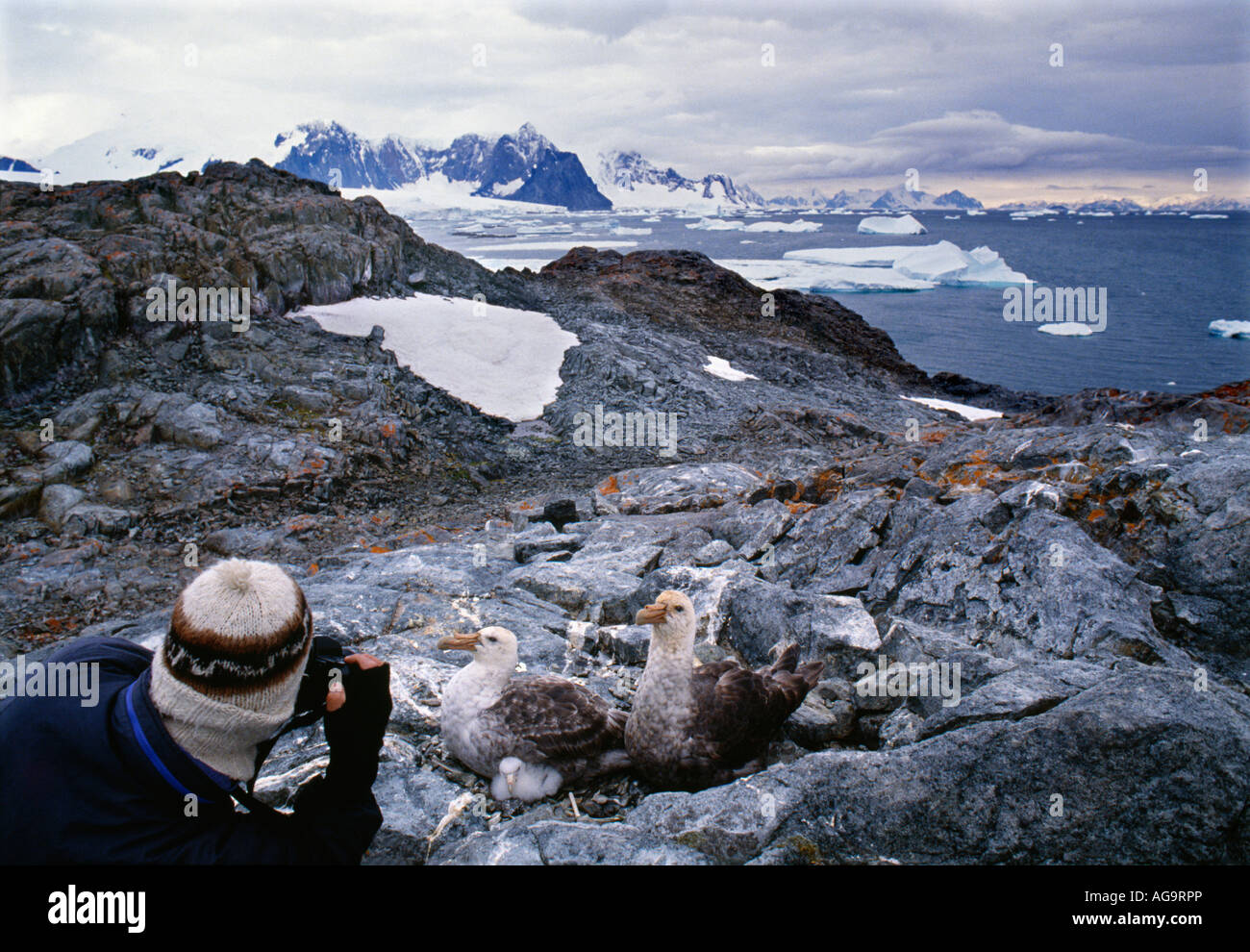 Antarctica Tourist photographing Giant petrel Macronectus giganteus and young Stock Photo