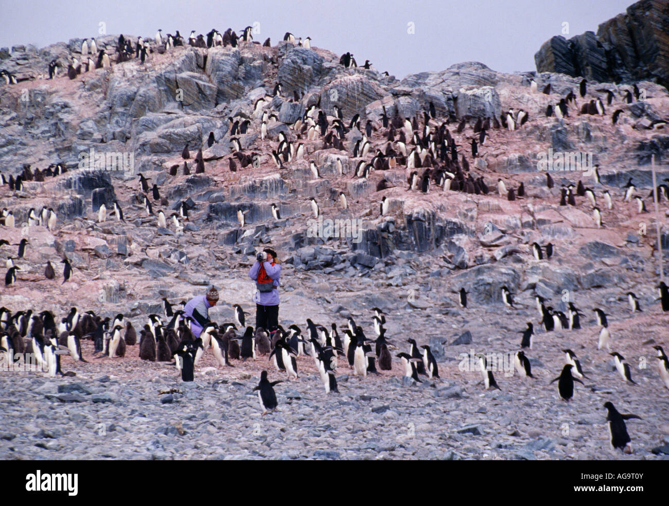 Antarctica Tourists photographing Adelie penguins Pygoscelis adeliae Stock Photo