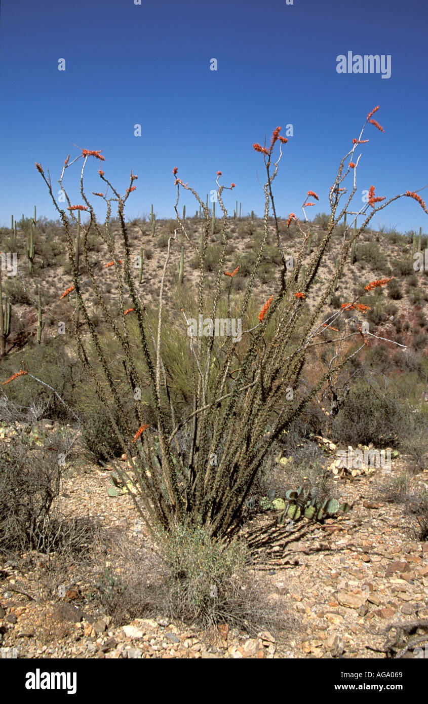 Arizona USA Sonoran Desert Museum Flora Fauna Coachwhip Masticophis f flagellum Stock Photo