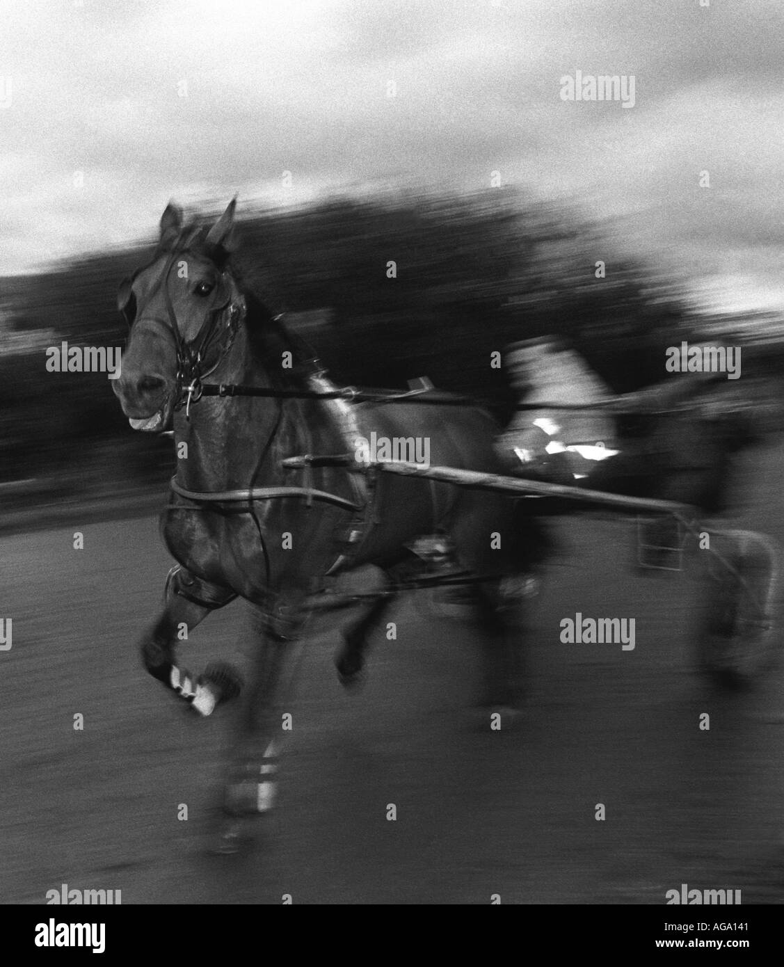 Gypsy trotting race. Gypsy horse being put through his paces for a pacing race, where legs on each side move together Stock Photo