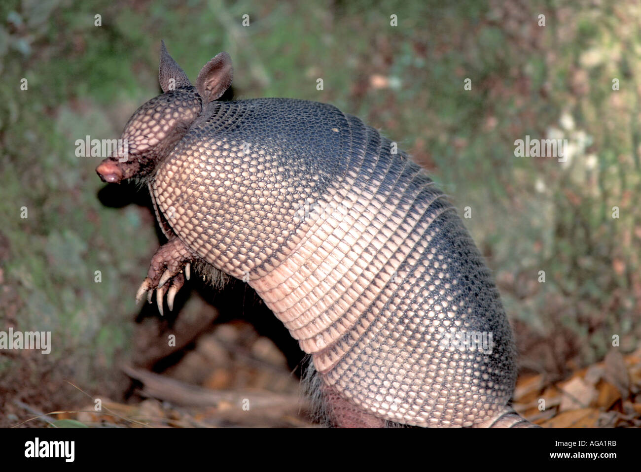 Nine banded armadillo portrait standing on hind legs Stock Photo - Alamy